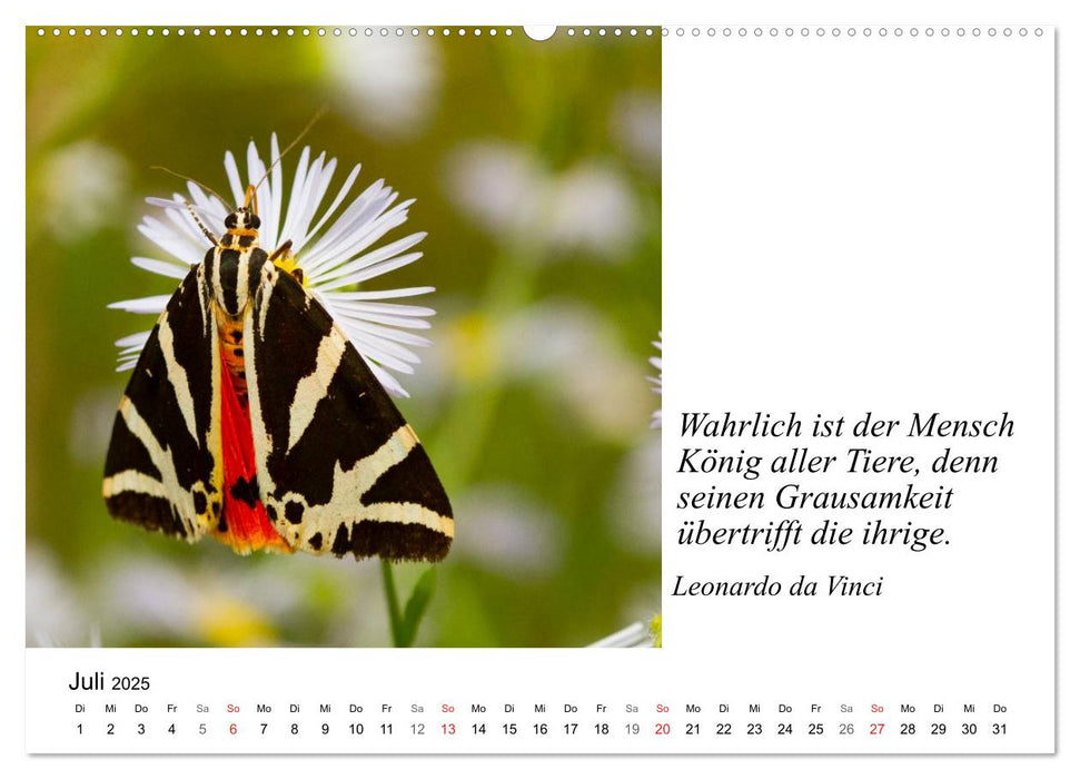 Tierische Weisheiten (CALVENDO Premium Wandkalender 2025)