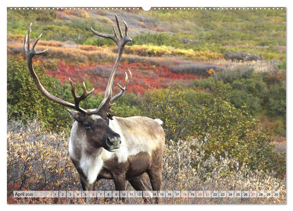 Alaska und Kanada (CALVENDO Premium Wandkalender 2025)