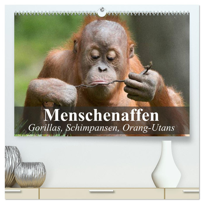 Menschenaffen. Gorillas, Schimpansen, Orang-Utans (CALVENDO Premium Wandkalender 2025)