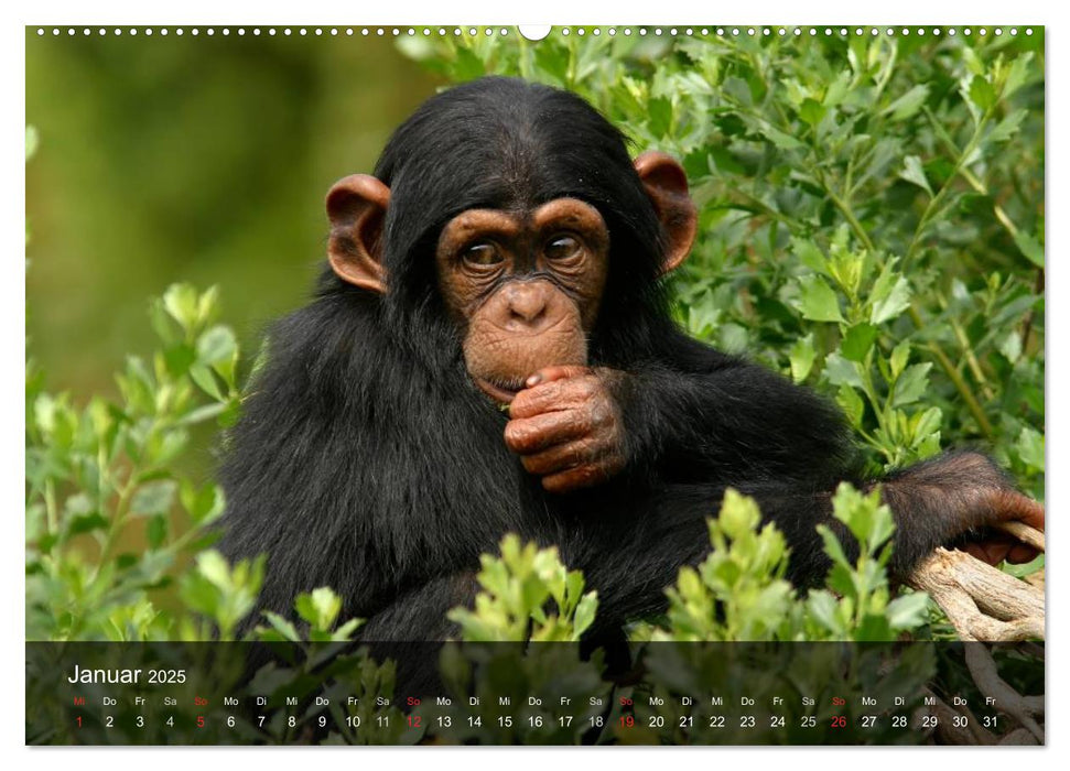 Menschenaffen. Gorillas, Schimpansen, Orang-Utans (CALVENDO Premium Wandkalender 2025)