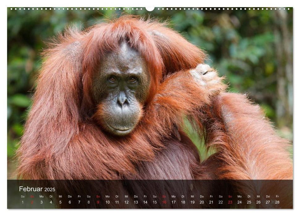 Menschenaffen. Gorillas, Schimpansen, Orang-Utans (CALVENDO Premium Wandkalender 2025)