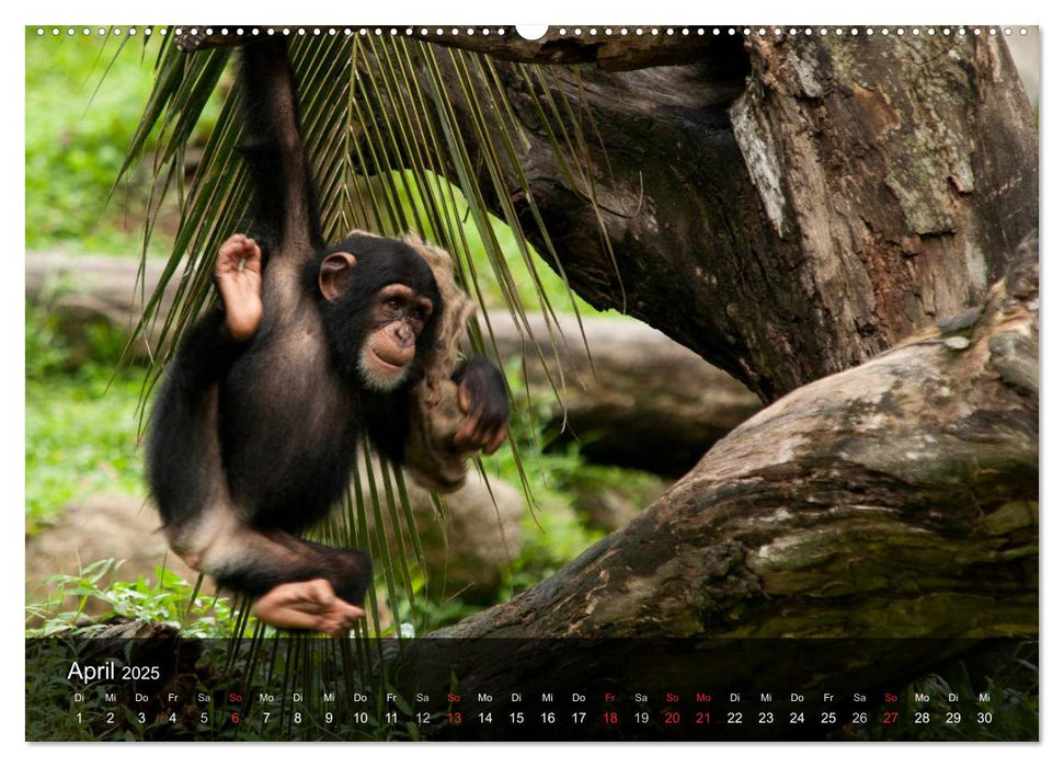 Menschenaffen. Gorillas, Schimpansen, Orang-Utans (CALVENDO Premium Wandkalender 2025)