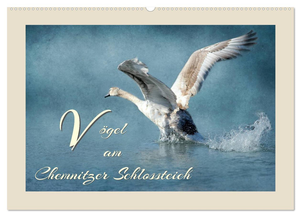 Vögel am Chemnitzer Schlossteich (CALVENDO Wandkalender 2025)