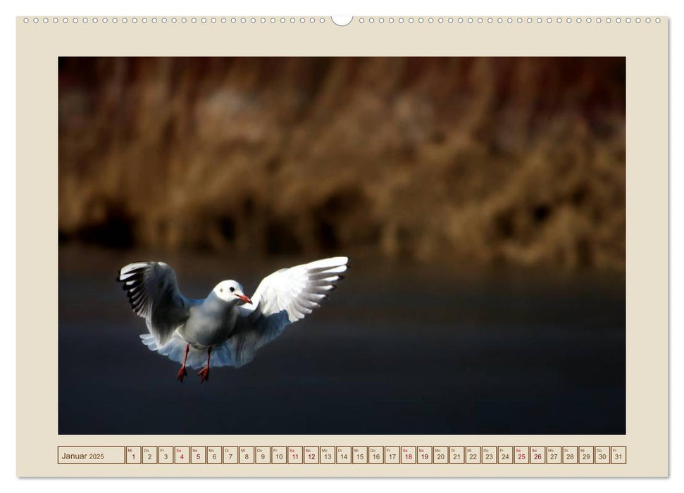 Vögel am Chemnitzer Schlossteich (CALVENDO Wandkalender 2025)