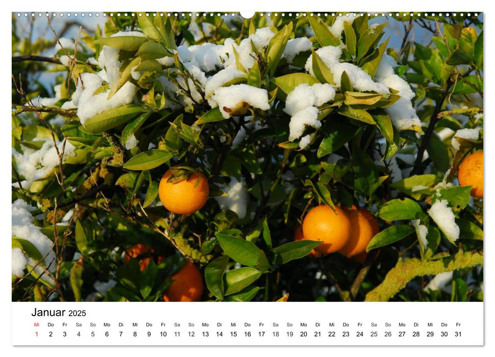 VITAMINE AUS DER NATUR (CALVENDO Wandkalender 2025)