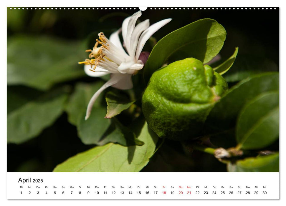 VITAMINE AUS DER NATUR (CALVENDO Wandkalender 2025)