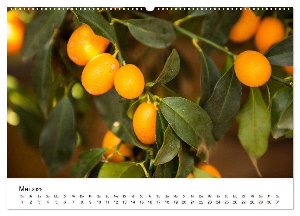 VITAMINE AUS DER NATUR (CALVENDO Wandkalender 2025)