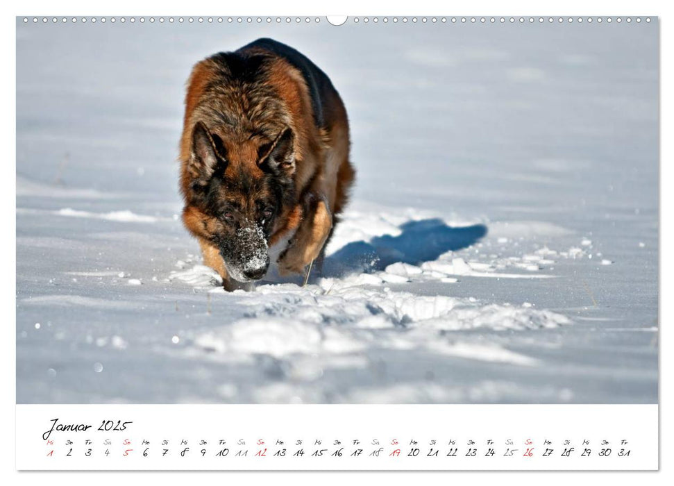 Deutsche Schäferhunde - Senioren auf vier Pfoten (CALVENDO Premium Wandkalender 2025)