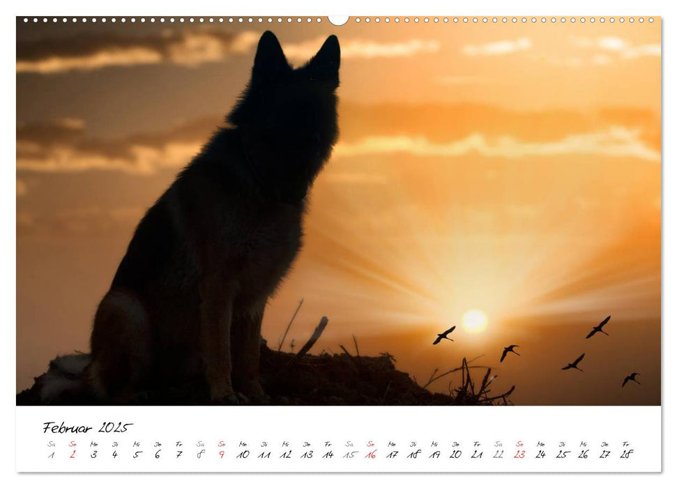 Deutsche Schäferhunde - Senioren auf vier Pfoten (CALVENDO Premium Wandkalender 2025)