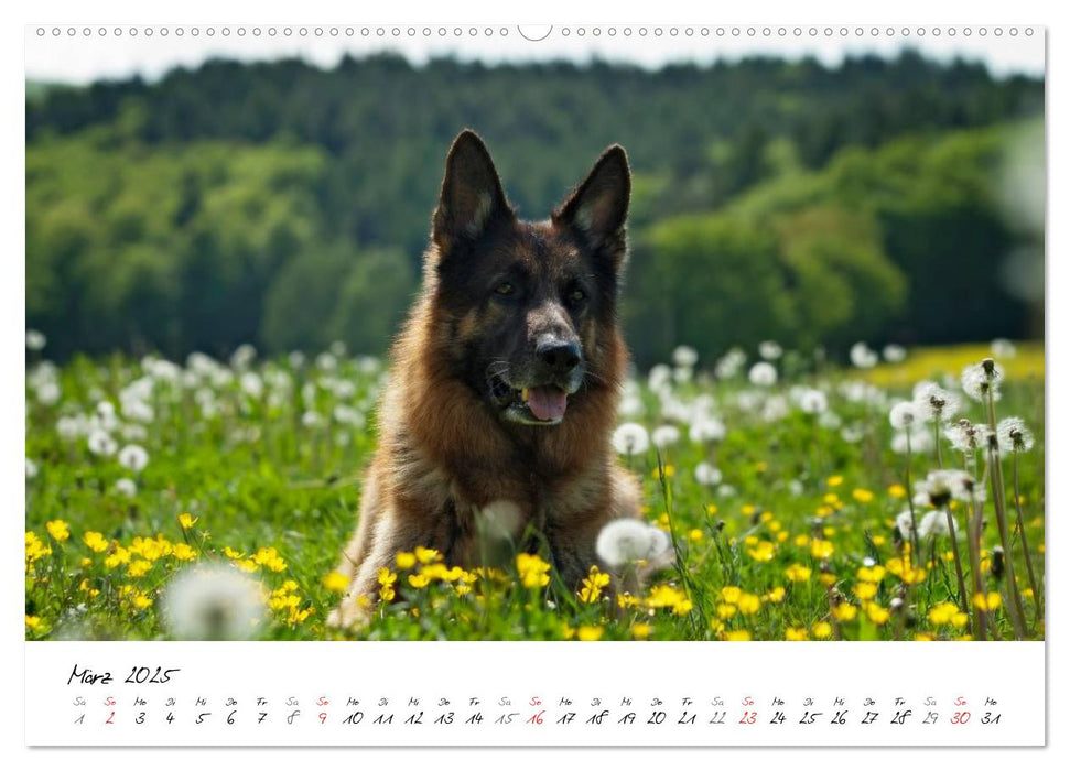 Deutsche Schäferhunde - Senioren auf vier Pfoten (CALVENDO Premium Wandkalender 2025)