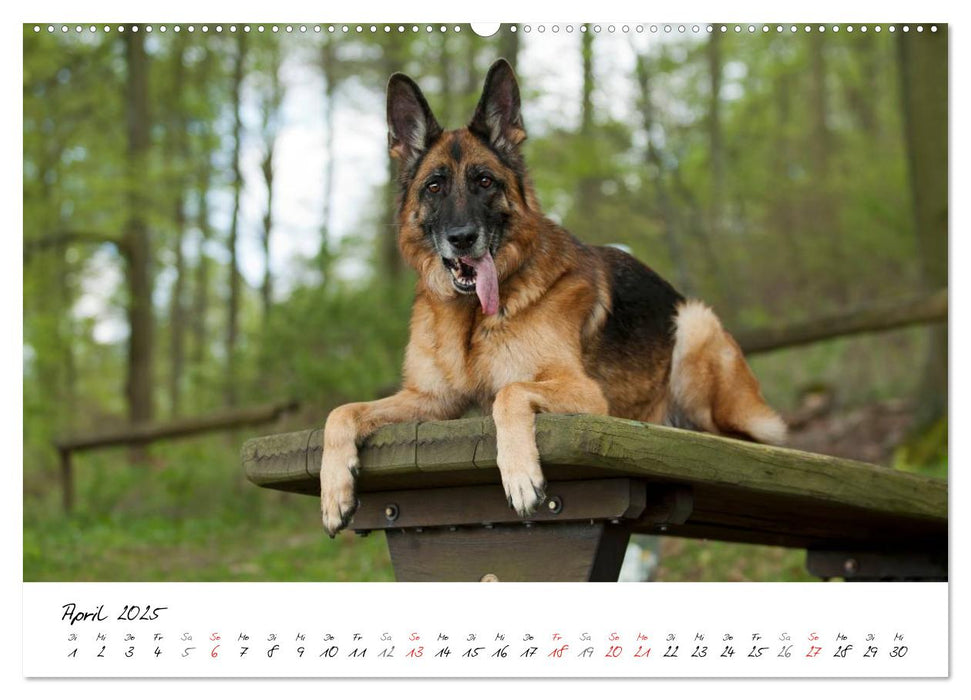 Deutsche Schäferhunde - Senioren auf vier Pfoten (CALVENDO Premium Wandkalender 2025)