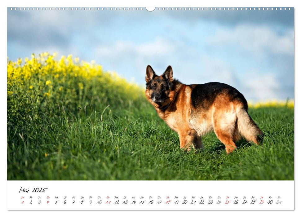 Deutsche Schäferhunde - Senioren auf vier Pfoten (CALVENDO Premium Wandkalender 2025)