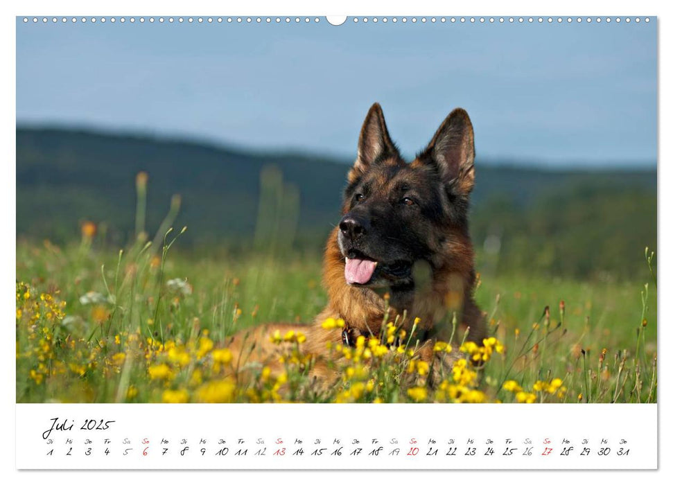 Deutsche Schäferhunde - Senioren auf vier Pfoten (CALVENDO Premium Wandkalender 2025)