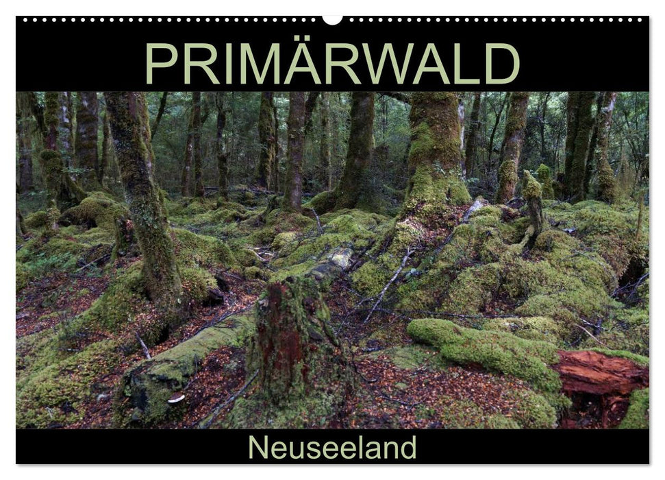 Primärwald - Neuseeland (CALVENDO Wandkalender 2025)