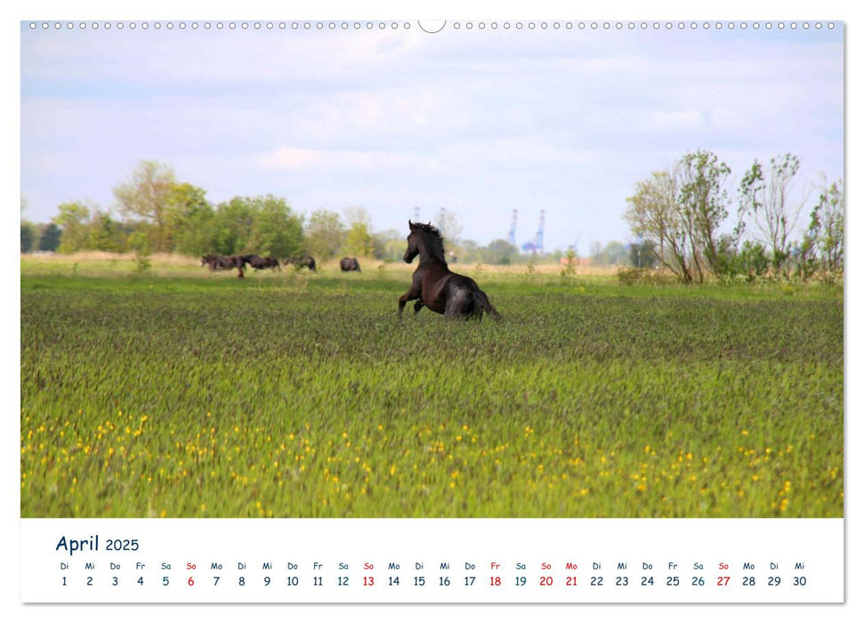 Butjadingen. Impressionen zwischen Jade und Nordsee (CALVENDO Wandkalender 2025)