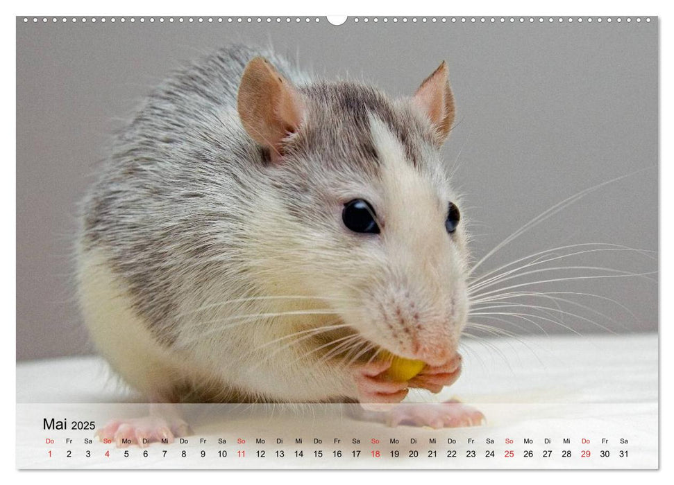 Ratten - Gelehrige Haustiere (CALVENDO Premium Wandkalender 2025)