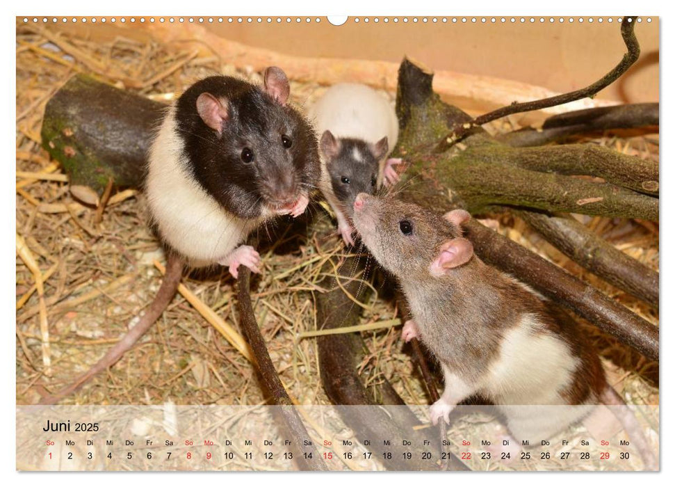 Ratten - Gelehrige Haustiere (CALVENDO Premium Wandkalender 2025)