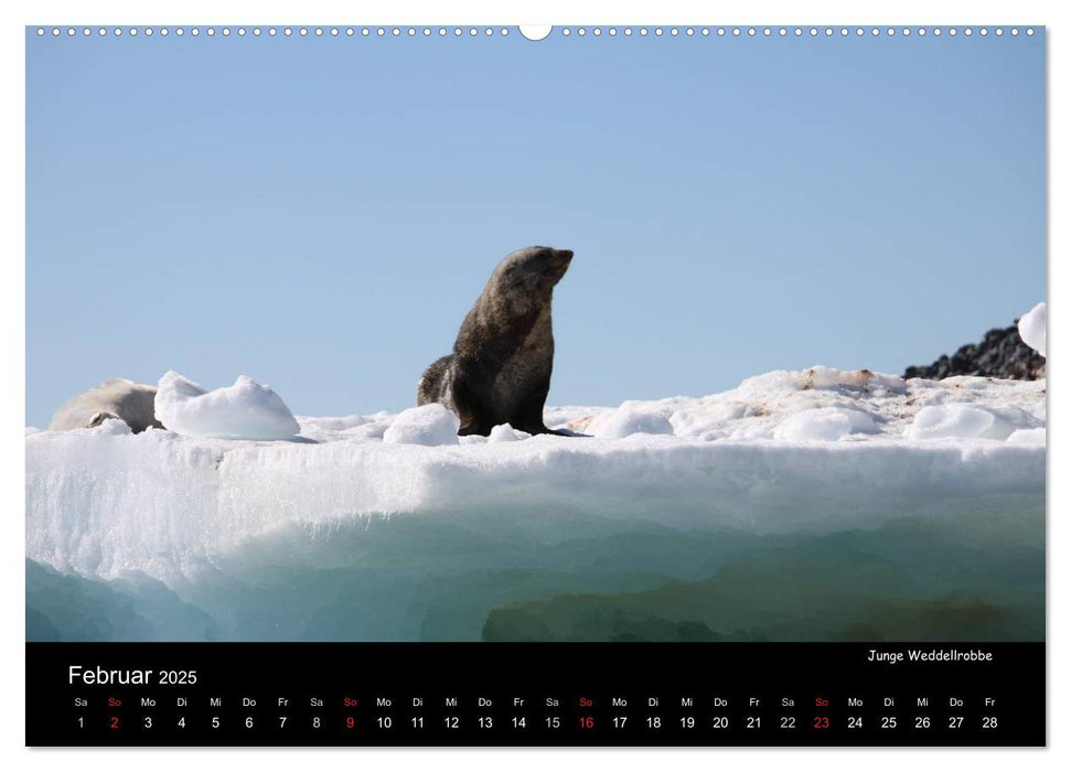 Schönheiten der Antarktis (CALVENDO Wandkalender 2025)