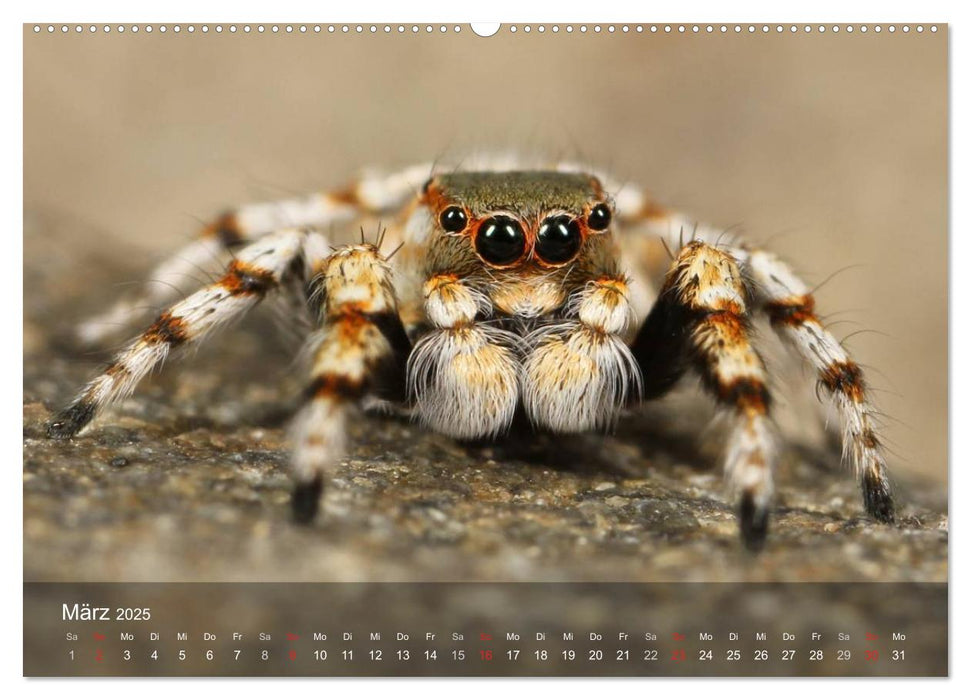 Faszination Spinnen (CALVENDO Premium Wandkalender 2025)