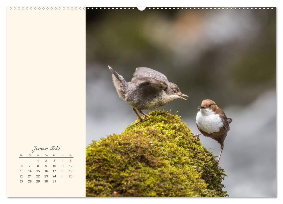 Naturstreifzüge. Fauna an heimischen Flüssen und Seen (CALVENDO Premium Wandkalender 2025)