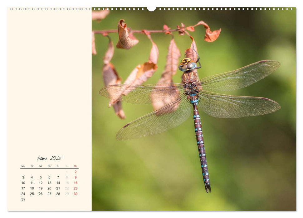 Naturstreifzüge. Fauna an heimischen Flüssen und Seen (CALVENDO Premium Wandkalender 2025)