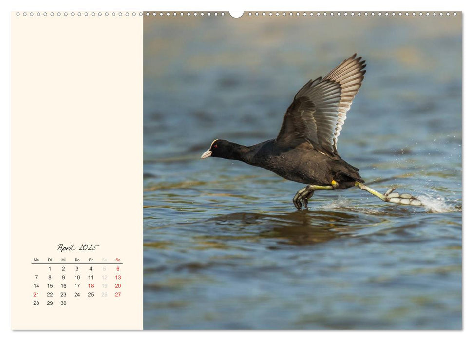 Naturstreifzüge. Fauna an heimischen Flüssen und Seen (CALVENDO Premium Wandkalender 2025)