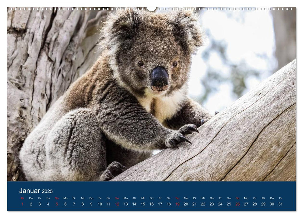 Australien - einfach tierisch gut (CALVENDO Premium Wandkalender 2025)