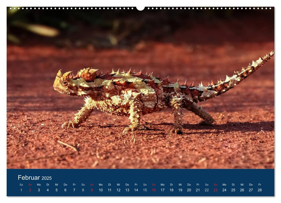 Australien - einfach tierisch gut (CALVENDO Premium Wandkalender 2025)