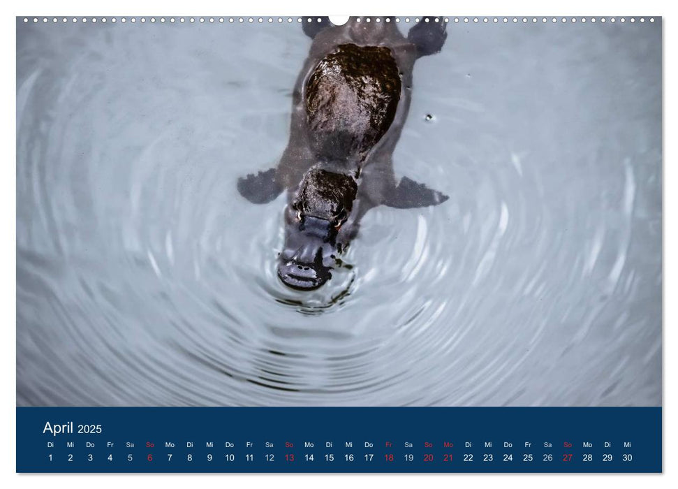 Australien - einfach tierisch gut (CALVENDO Premium Wandkalender 2025)