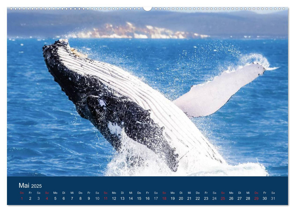 Australien - einfach tierisch gut (CALVENDO Premium Wandkalender 2025)