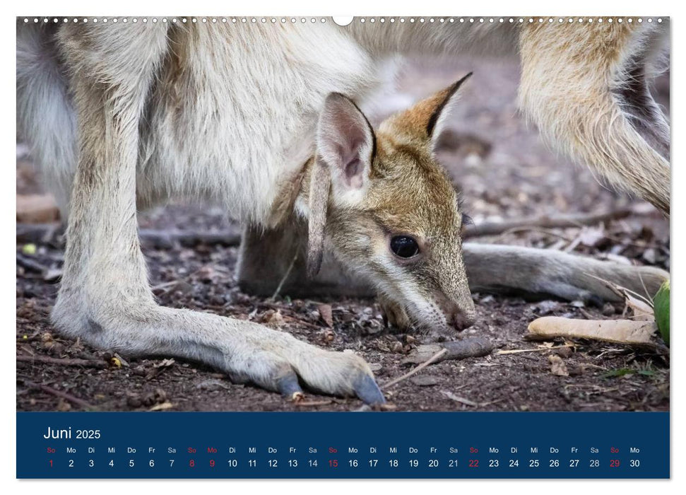 Australien - einfach tierisch gut (CALVENDO Premium Wandkalender 2025)