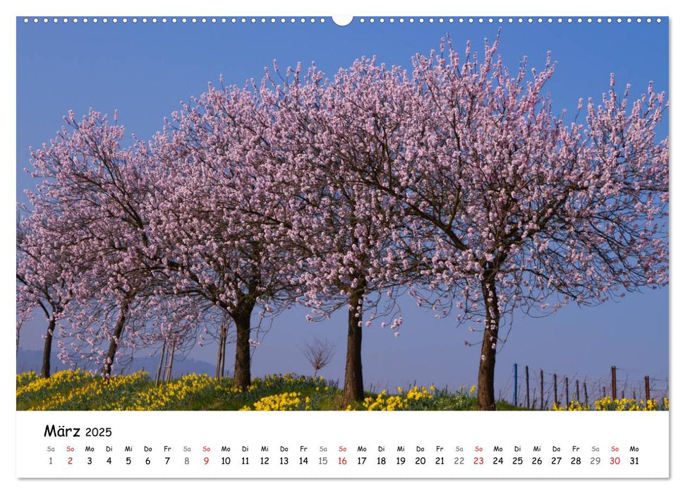 Naturschauplätze der Südpfalz (CALVENDO Wandkalender 2025)