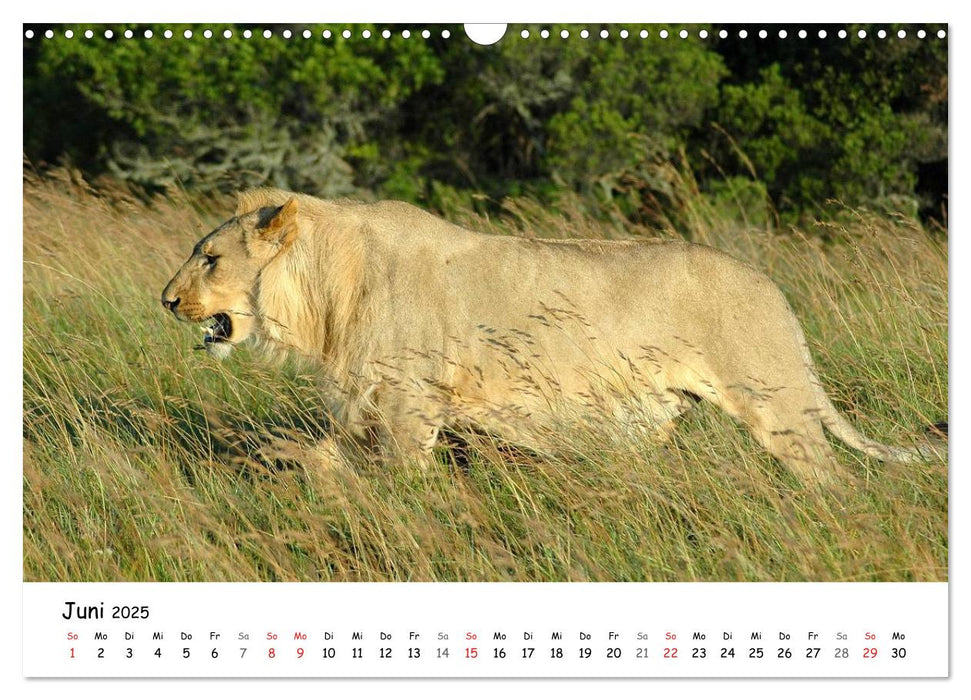 Löwen Impressionen (CALVENDO Wandkalender 2025)