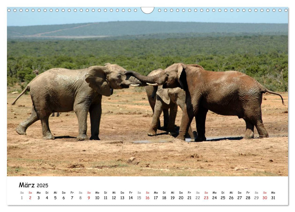 Afrikanische Elefanten in ADDO (CALVENDO Wandkalender 2025)