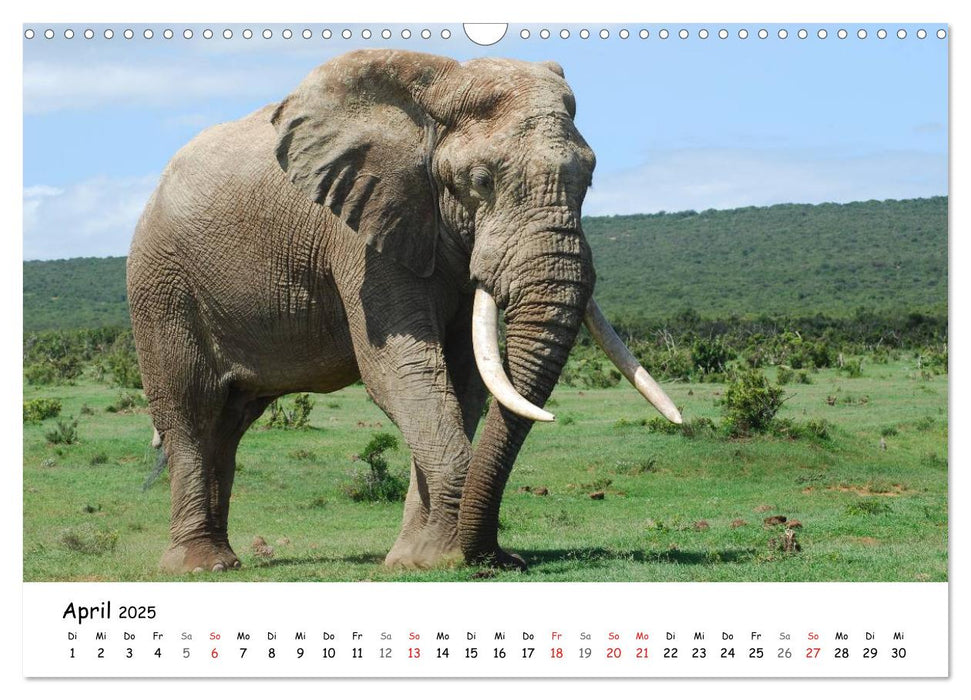 Afrikanische Elefanten in ADDO (CALVENDO Wandkalender 2025)