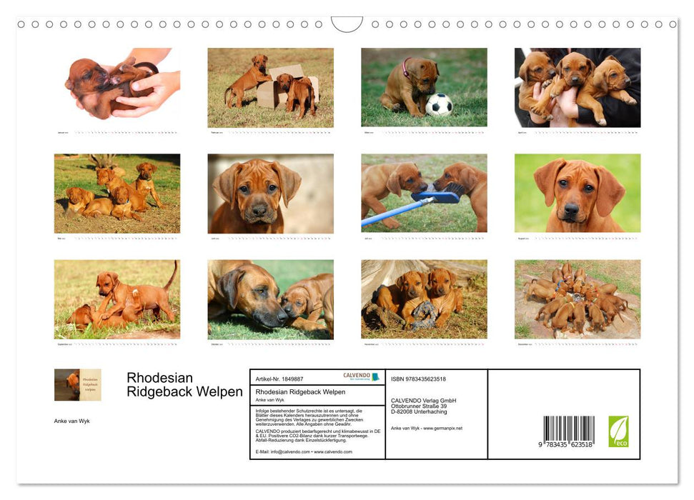 Rhodesian Ridgeback Welpen (CALVENDO Wandkalender 2025)