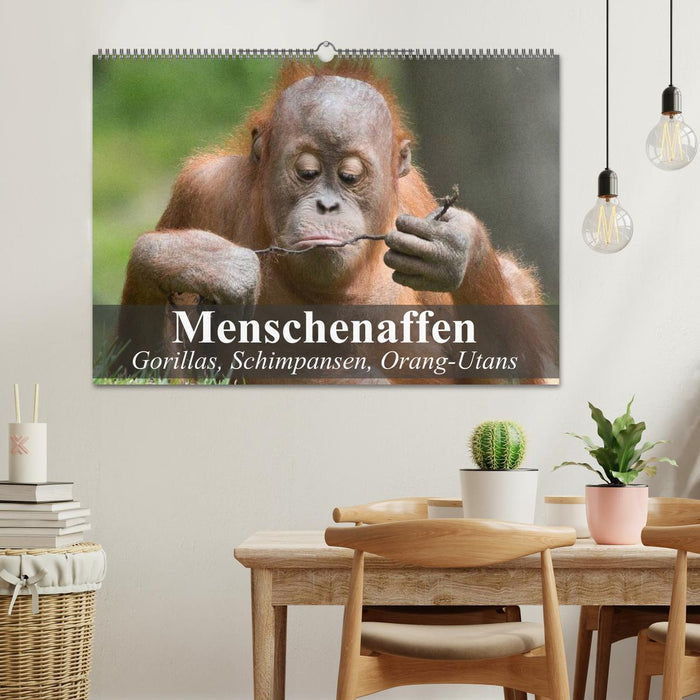 Menschenaffen. Gorillas, Schimpansen, Orang-Utans (CALVENDO Wandkalender 2025)