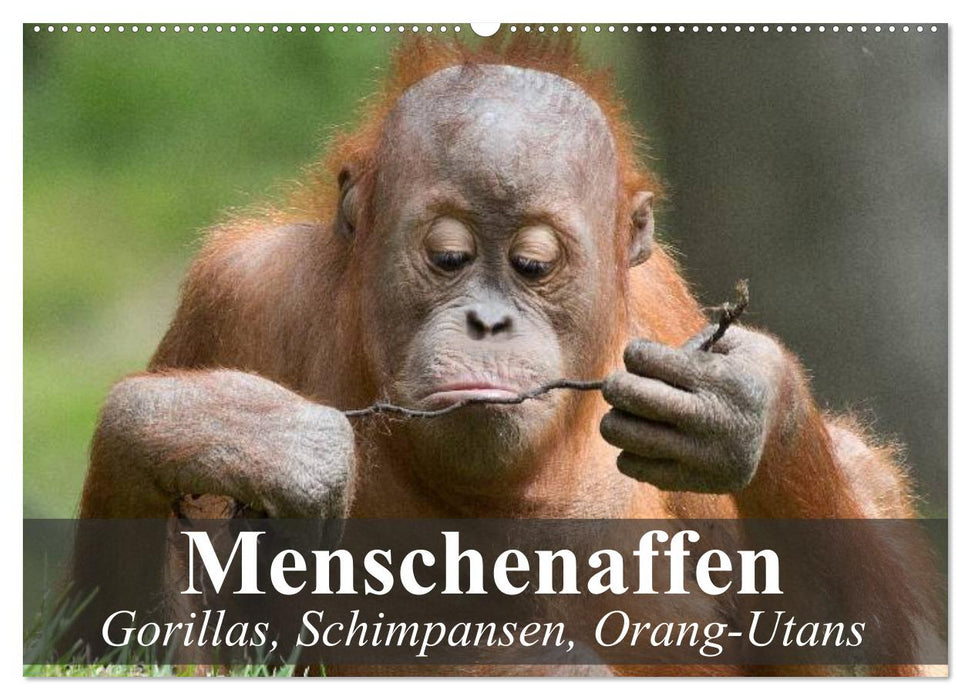 Menschenaffen. Gorillas, Schimpansen, Orang-Utans (CALVENDO Wandkalender 2025)