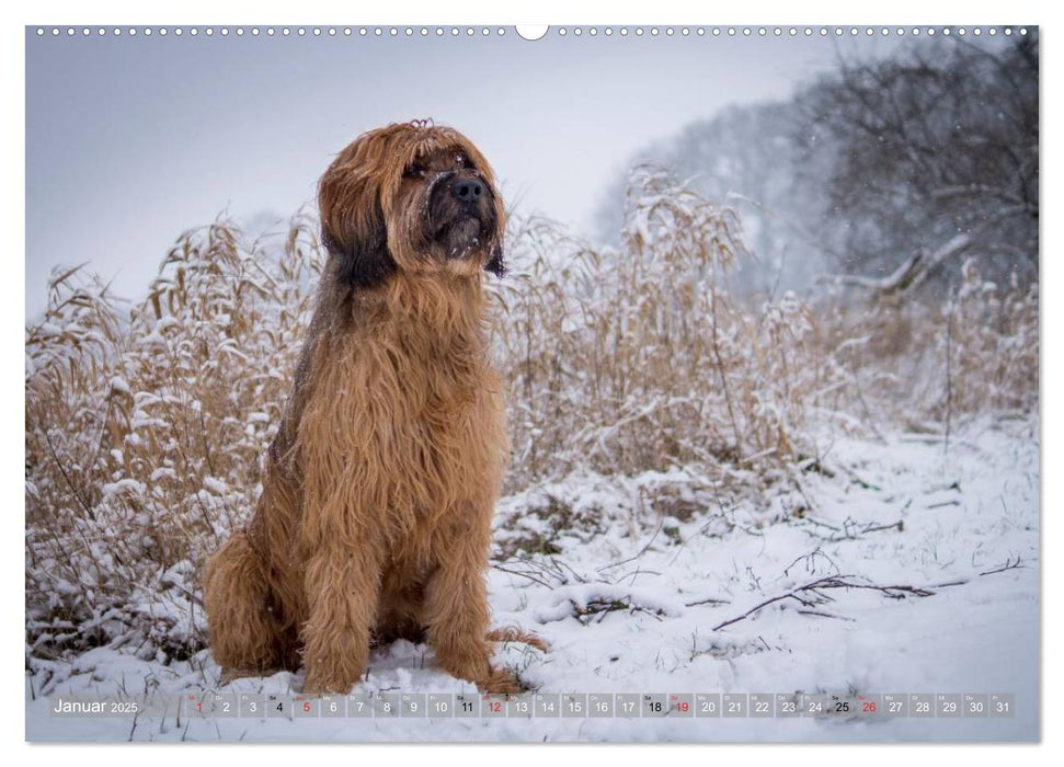 Briards - sanfte Riesen mit Temperament (CALVENDO Premium Wandkalender 2025)