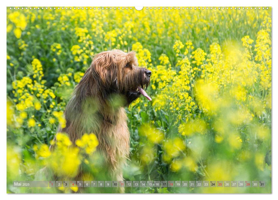 Briards - sanfte Riesen mit Temperament (CALVENDO Premium Wandkalender 2025)