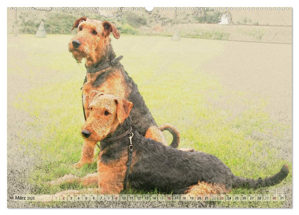 Airedale Terrier 2025 (CALVENDO Premium Wandkalender 2025)