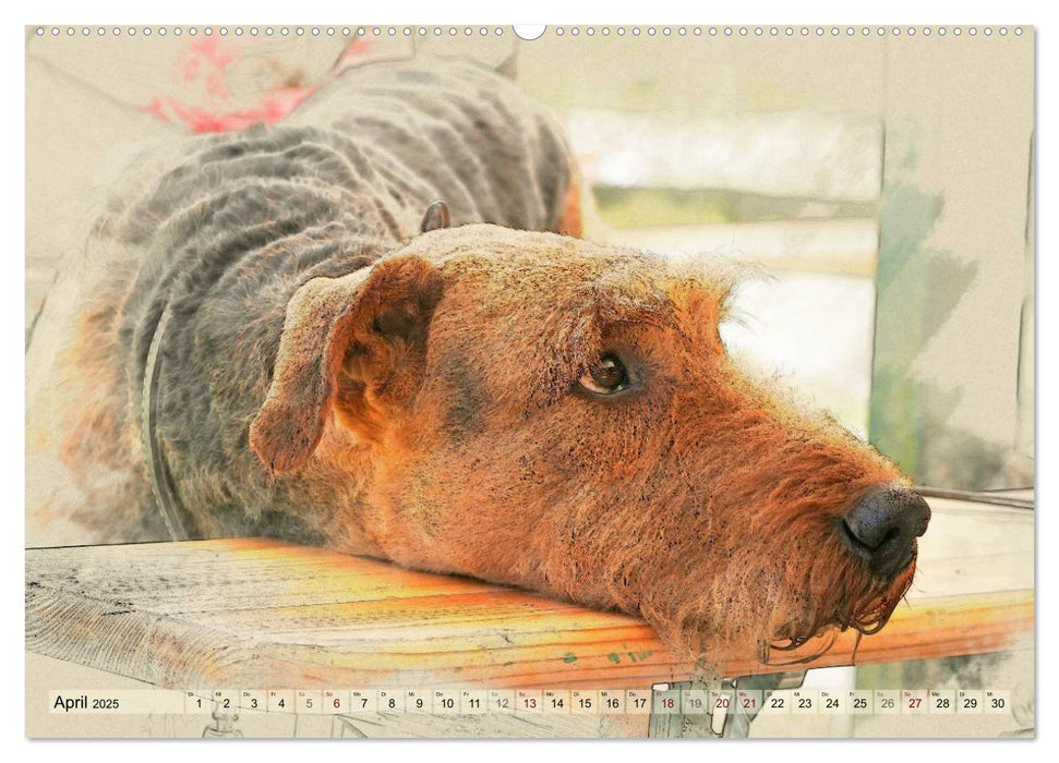 Airedale Terrier 2025 (CALVENDO Premium Wandkalender 2025)