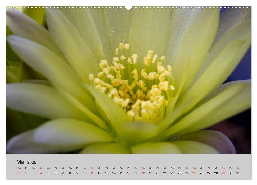 Blütensymphonie - Kakteen und Sukkulenten (CALVENDO Wandkalender 2025)