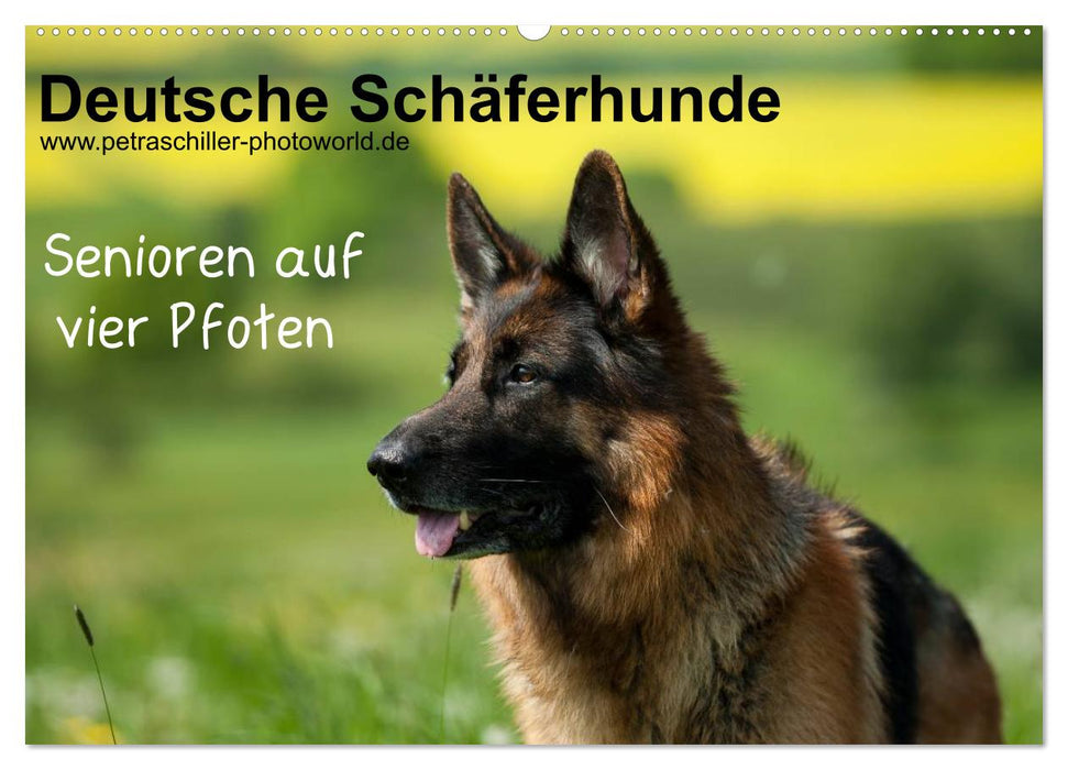 Deutsche Schäferhunde - Senioren auf vier Pfoten (CALVENDO Wandkalender 2025)