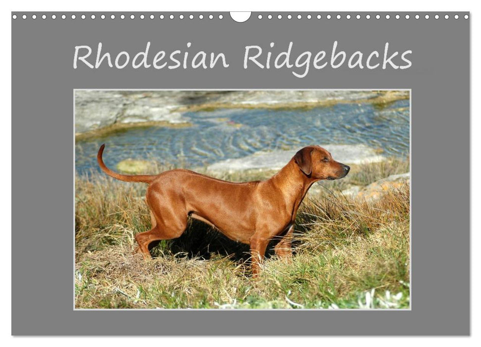 Rhodesian Ridgebacks (CALVENDO Wandkalender 2025)