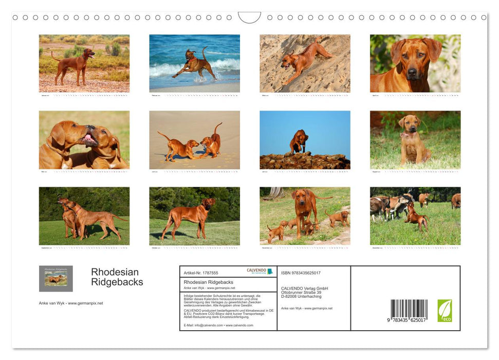 Rhodesian Ridgebacks (CALVENDO Wandkalender 2025)