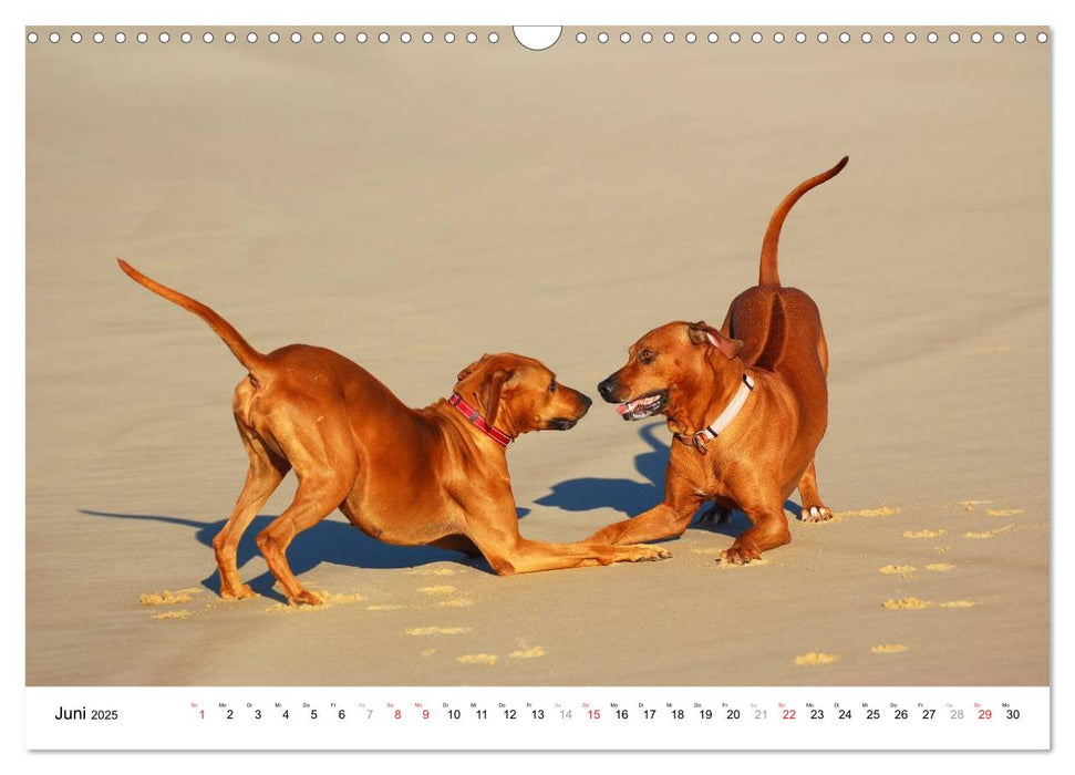 Rhodesian Ridgebacks (CALVENDO Wandkalender 2025)