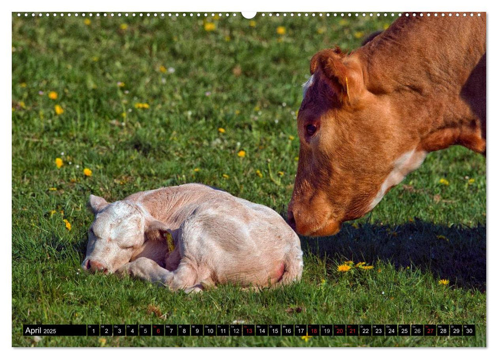 Kuh und Co. (CALVENDO Premium Wandkalender 2025)