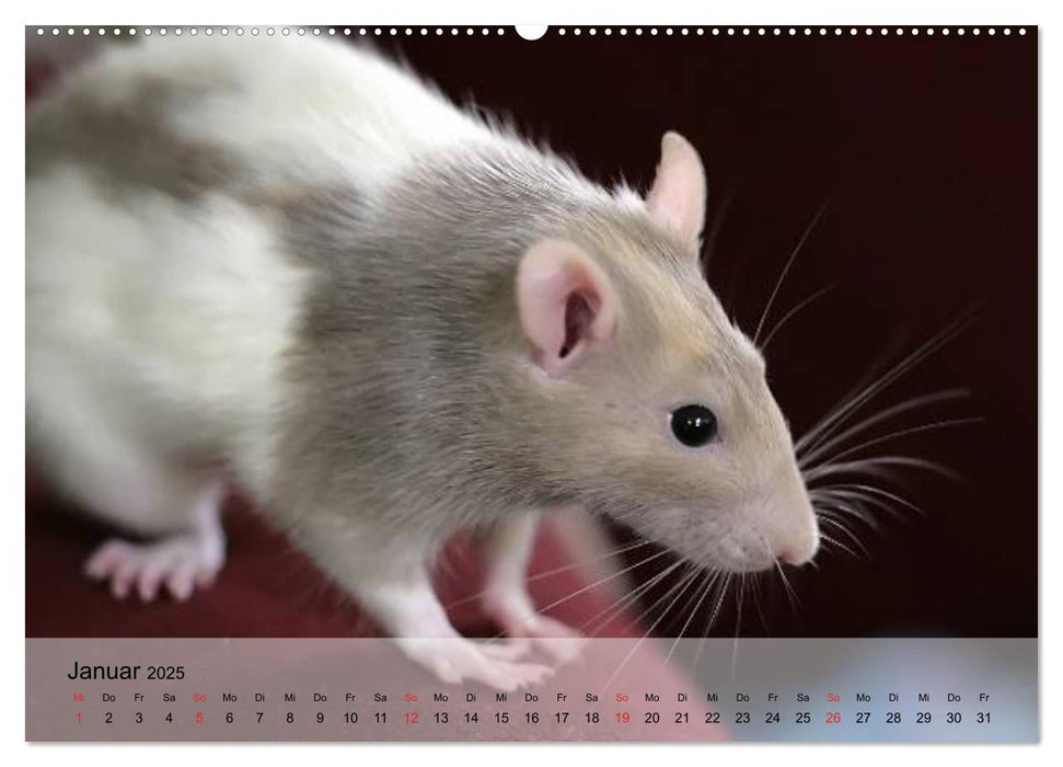 Ratten - Gelehrige Haustiere (CALVENDO Wandkalender 2025)