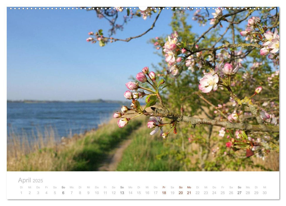 Zauberhafte Schlei (CALVENDO Premium Wandkalender 2025)